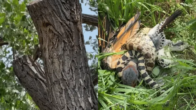 bird-clashes-with-snake-to-save-its-babies-netizens-irked-over-cameraperson-not-intervening-viral-video